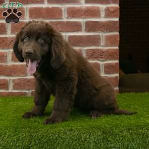 Molly, Newfoundland Puppy