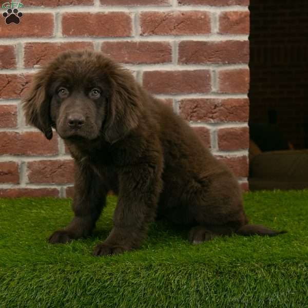 Molly, Newfoundland Puppy