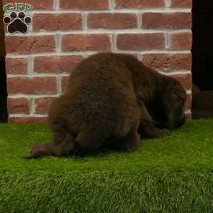 Molly, Newfoundland Puppy