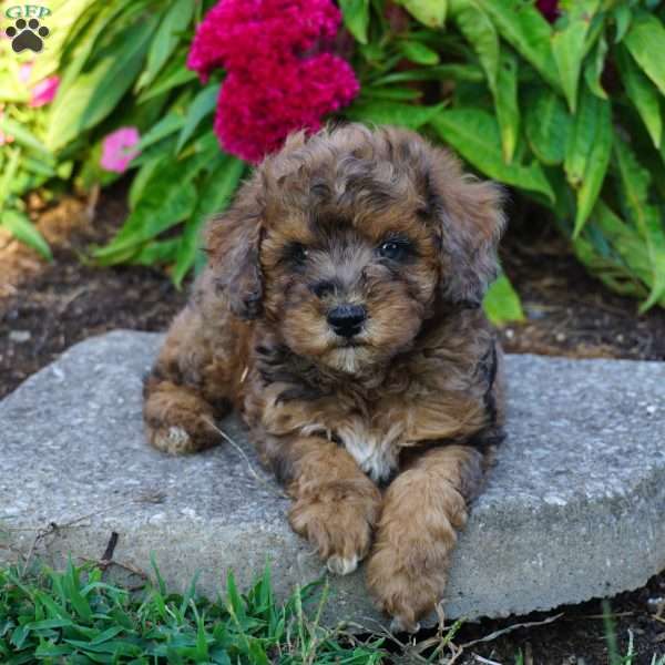 Nacho, Miniature Poodle Puppy