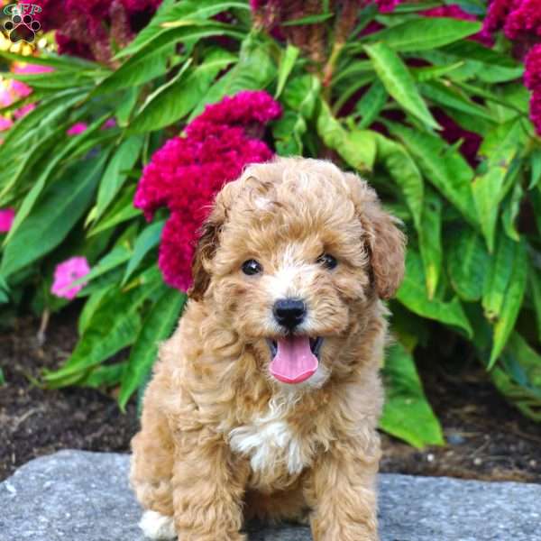 Nadia, Miniature Poodle Puppy