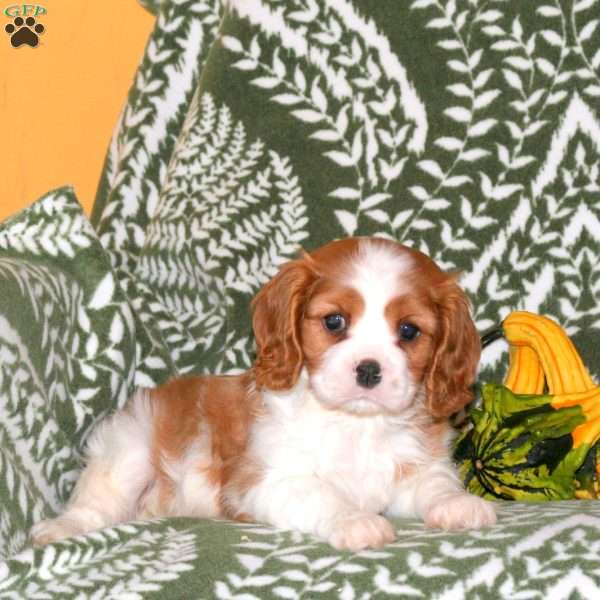 Nala, Cavalier King Charles Spaniel Puppy