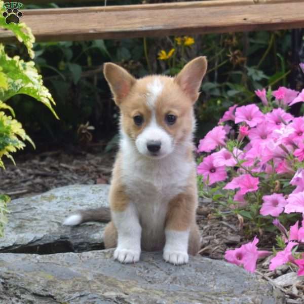 Nala, Pembroke Welsh Corgi Puppy