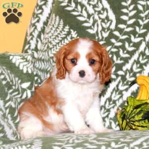Nala, Cavalier King Charles Spaniel Puppy