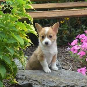 Nala, Pembroke Welsh Corgi Puppy