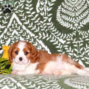 Nala, Cavalier King Charles Spaniel Puppy