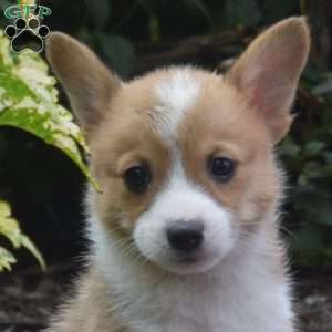 Nala, Pembroke Welsh Corgi Puppy