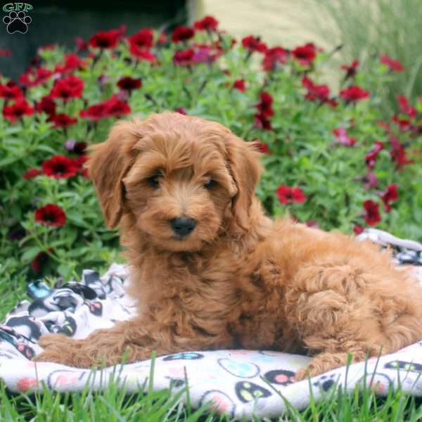 Nancy, Mini Goldendoodle Puppy