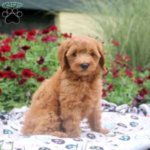 Nancy, Mini Goldendoodle Puppy