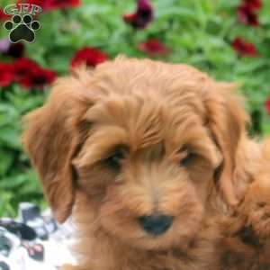 Nancy, Mini Goldendoodle Puppy