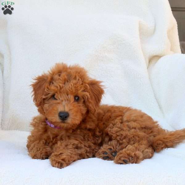 Naomi, Mini Goldendoodle Puppy