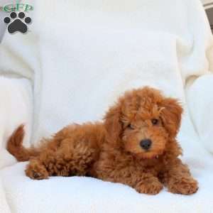 Naomi, Mini Goldendoodle Puppy