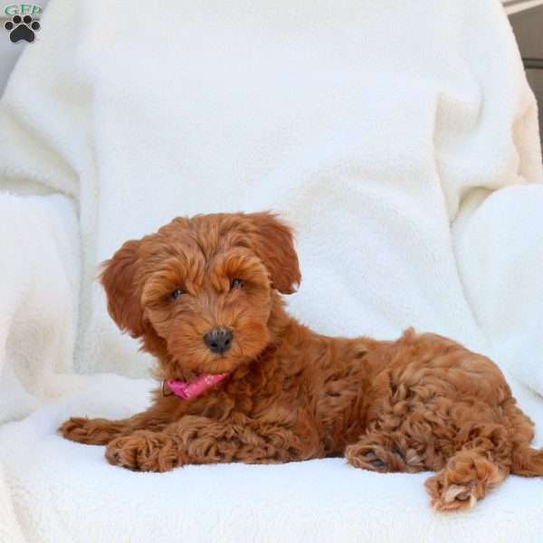 Natalia, Mini Goldendoodle Puppy