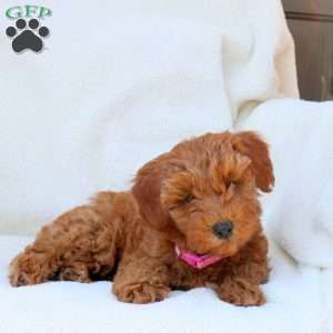 Natalia, Mini Goldendoodle Puppy