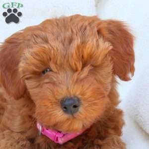 Natalia, Mini Goldendoodle Puppy