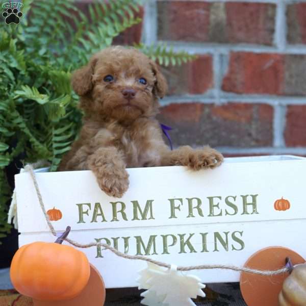 Natalie, Miniature Poodle Puppy