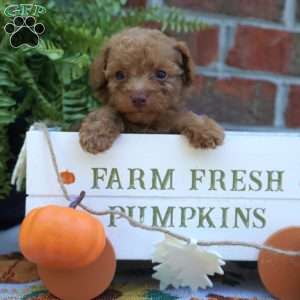 Natalie, Miniature Poodle Puppy