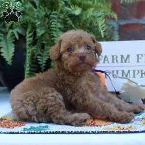 Natalie, Miniature Poodle Puppy