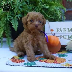 Natalie, Miniature Poodle Puppy