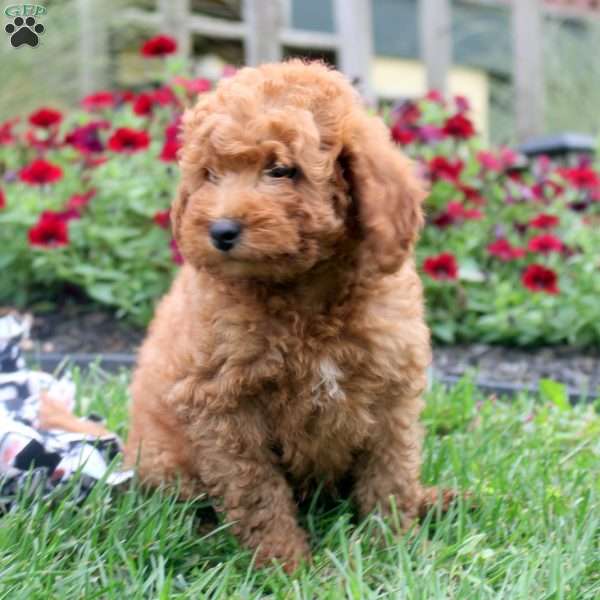 Nate, Mini Goldendoodle Puppy