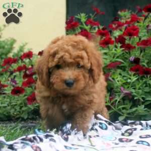 Nate, Mini Goldendoodle Puppy