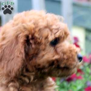 Nate, Mini Goldendoodle Puppy