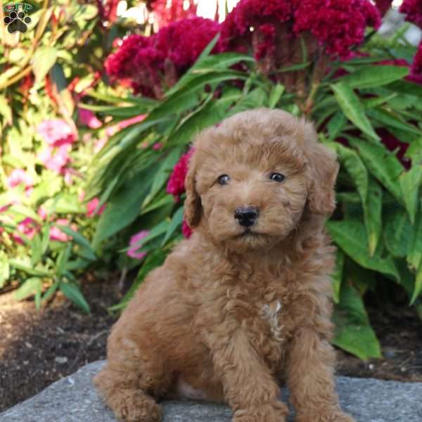Nate, Miniature Poodle Puppy