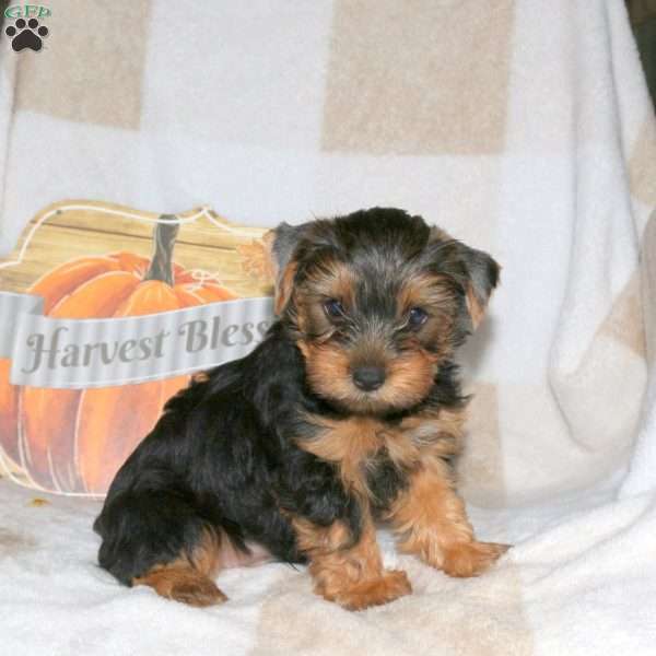 Nathan, Yorkie Puppy