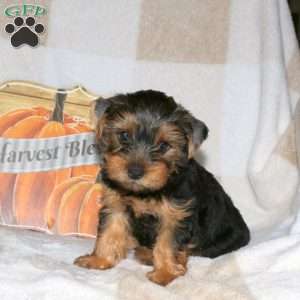 Nathan, Yorkie Puppy