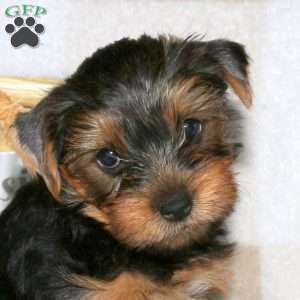 Nathan, Yorkie Puppy