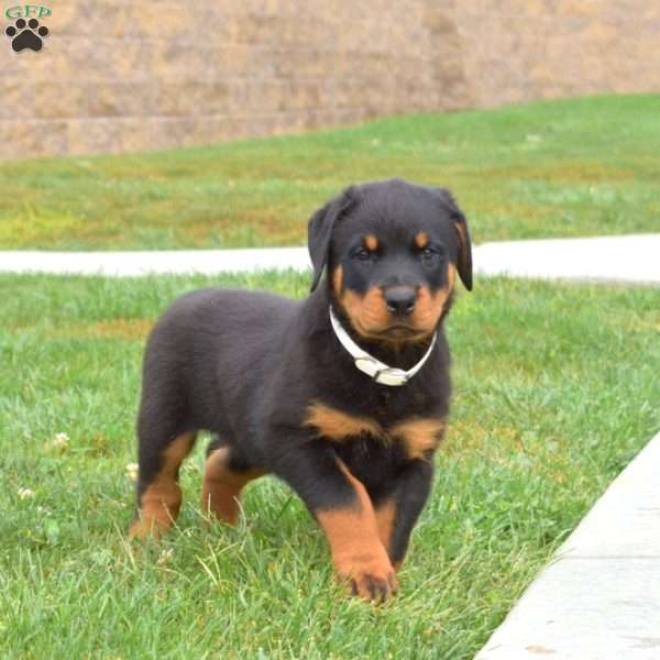 Navy, Rottweiler Puppy
