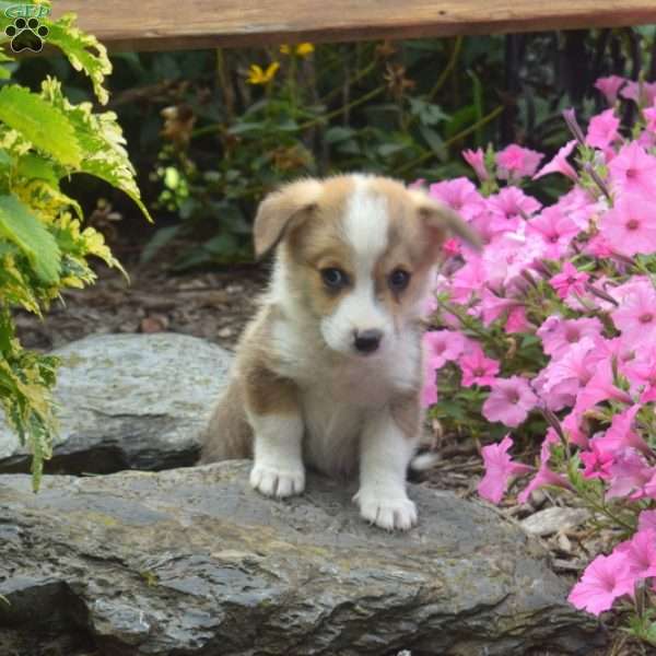 Navy, Pembroke Welsh Corgi Puppy