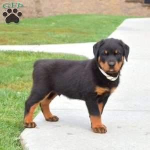 Navy, Rottweiler Puppy