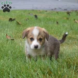 Navy, Pembroke Welsh Corgi Puppy
