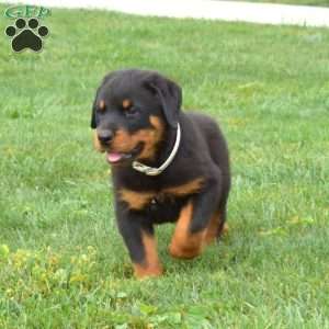 Navy, Rottweiler Puppy