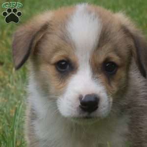 Navy, Pembroke Welsh Corgi Puppy
