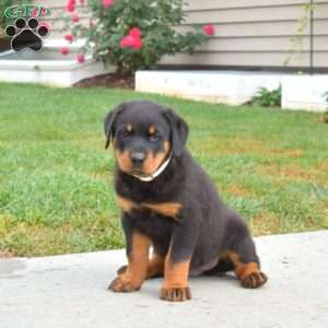 Navy, Rottweiler Puppy