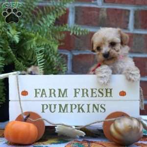 Nellie, Miniature Poodle Puppy