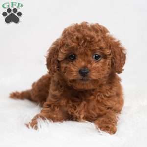 Nellie, Cavapoo Puppy