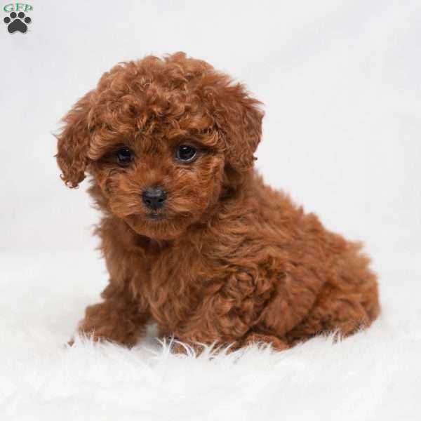 Nellie, Cavapoo Puppy