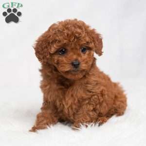 Nellie, Cavapoo Puppy