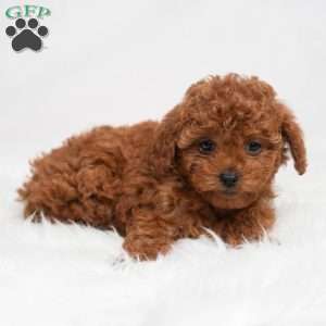 Nellie, Cavapoo Puppy