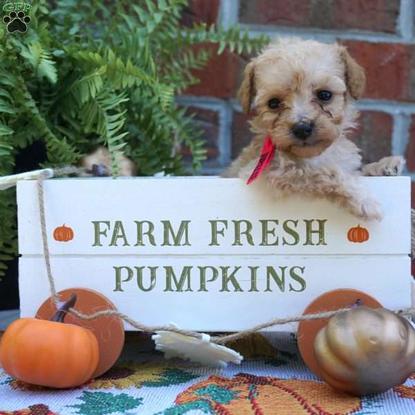 Nellie, Miniature Poodle Puppy