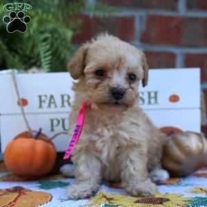 Nellie, Miniature Poodle Puppy