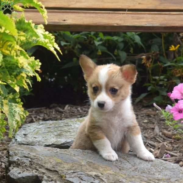 Nelly, Pembroke Welsh Corgi Puppy
