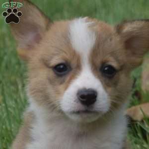 Nelly, Pembroke Welsh Corgi Puppy