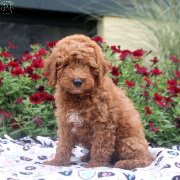 Nelson, Mini Goldendoodle Puppy