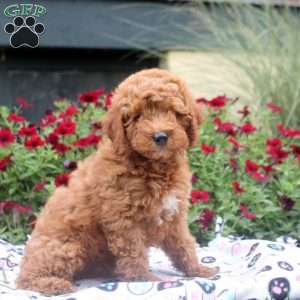 Nelson, Mini Goldendoodle Puppy
