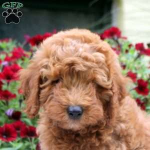 Nelson, Mini Goldendoodle Puppy