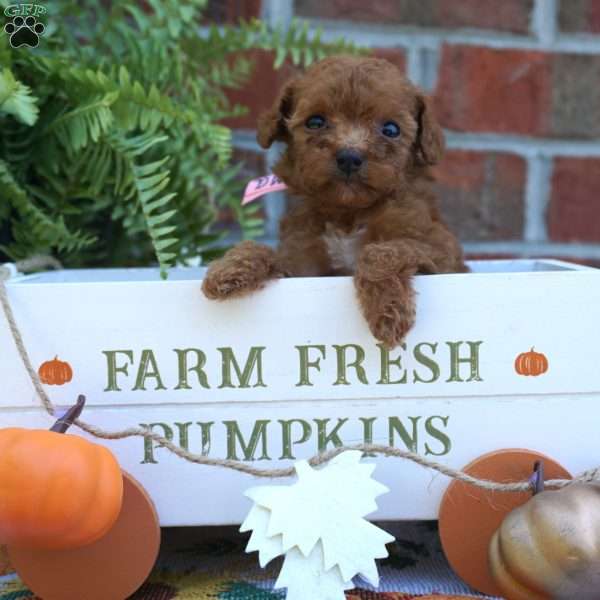 Neoma, Miniature Poodle Puppy